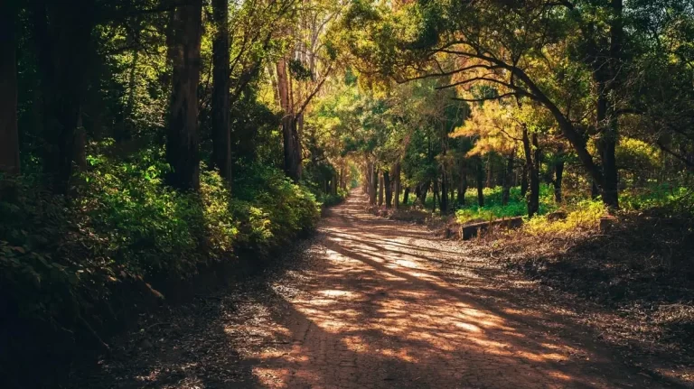 can you take a golf cart into a national forest